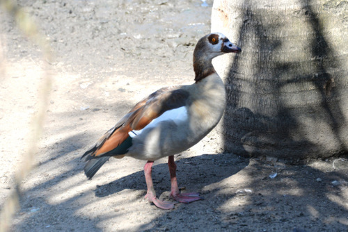 World of Birds Wildlife Sanctuary.